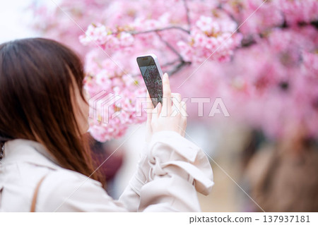 A woman taking a photo with cherry blossoms A woman taking a photo with cherry blossoms 137937181