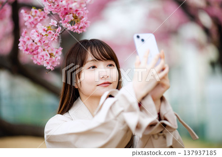 A woman taking a photo with cherry blossoms A woman taking a photo with cherry blossoms 137937185