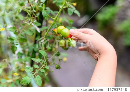 Children harvest cherry tomatoes Children harvest cherry tomatoes 137937248