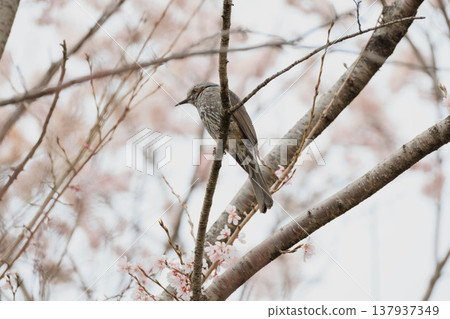 櫻花和鵯 櫻花和鵯 137937349