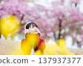 一位年輕女子在櫻花樹下戴著耳機聽音樂。 137937377