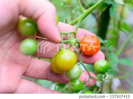 Ripe cherry tomatoes and fingertips 137937413