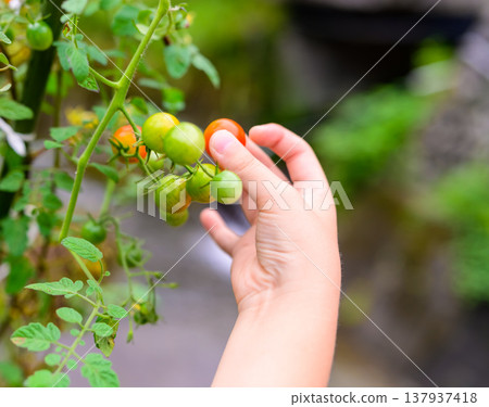 A child's hand touches a cherry tomato. A child's hand touches a cherry tomato. 137937418