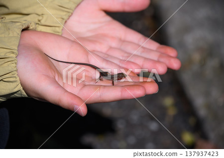 A tiny lizard in the palm of your hand 137937423