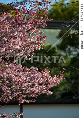 Kamakura 2637 Kenchoji Temple 1 Okame Cherry Blossom Kamakura 2637 Kenchoji Temple 1 Okame Cherry Blossom 137937444