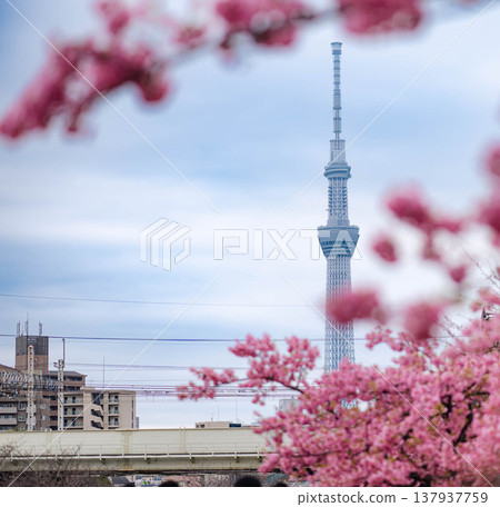 櫻花盛開的景色與東京晴空塔交相輝映。 137937759