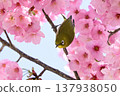 Cherry blossoms in full bloom and Japanese white-eyes 137938050