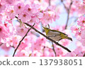 Cherry blossoms in full bloom and Japanese white-eyes 137938051