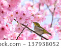 Cherry blossoms in full bloom and Japanese white-eyes 137938052