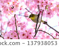 Cherry blossoms in full bloom and Japanese white-eyes 137938053