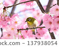 Cherry blossoms in full bloom and Japanese white-eyes 137938054