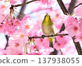 Cherry blossoms in full bloom and Japanese white-eyes 137938055