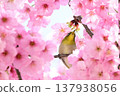 Cherry blossoms in full bloom and Japanese white-eyes 137938056