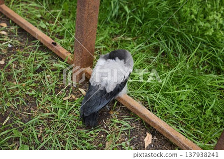 Bird searches ground, Urban bird scrutinizes damp soil Bird searches ground, Urban bird scrutinizes damp soil 137938241