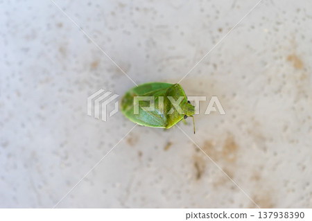 Bug Bug 137938390