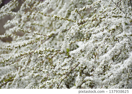 Willow flower Willow flower 137938625