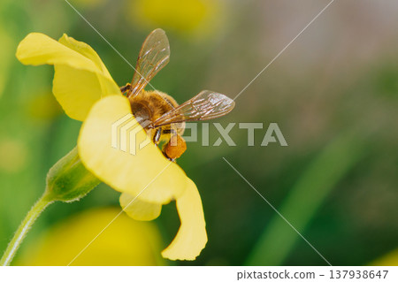 Honey bee gathering nectar on a bright yellow oxalis flower. Macro shot showing detailed wings and pollen on legs against a soft green bokeh background with copy space 137938647