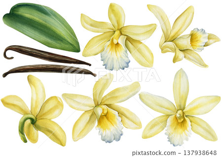 Vanilla orchid flower watercolor clipart set with pods and leaf botanical collection in soft yellow tones isolated on white Vanilla orchid flower watercolor clipart set with pods and leaf botanical collection in soft yellow tones isolated on white 137938648