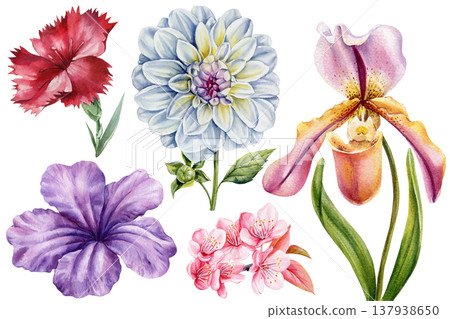 Watercolor flower set with red carnation blue dahlia pink orchid purple petunia and cherry blossoms isolated clipart collection Watercolor flower set with red carnation blue dahlia pink orchid purple petunia and cherry blossoms isolated clipart collection 137938650