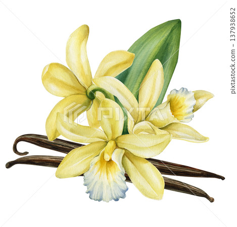 Vanilla orchid flowers watercolor clipart with green leaf and vanilla pods pale yellow tropical bloom isolated on light background 137938652