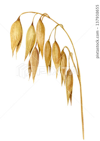 Oat branch watercolor botanical illustration golden oat spikelets isolated cereal plant harvest agriculture grain clipart 137938655