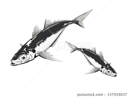 Horse mackerel fish school 137939037