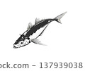Horse mackerel	 137939038
