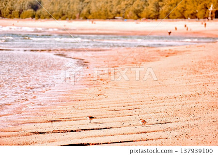 Yellowfin birds walking on Nijigahama beach at low tide during a spring tide. Yellowfin birds walking on Nijigahama beach at low tide during a spring tide. 137939100