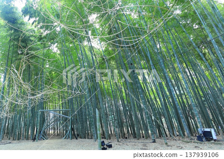 Utsunomiya "Wakayama Forest Wakatake Farm" bamboo forest Utsunomiya "Wakayama Forest Wakatake Farm" bamboo forest 137939106