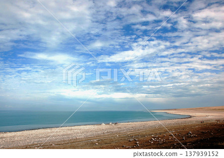 青海湖廣闊的湖岸線和壯麗的天空 137939152