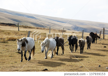 一群馬走過青海高原的草原 一群馬走過青海高原的草原 137939153