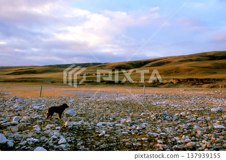 一隻孤獨的狗站在青海的草石灘上。 一隻孤獨的狗站在青海的草石灘上。 137939155