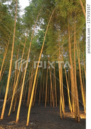 Utsunomiya "Wakatake no Mori Wakayama Farm" Light-up 137939167