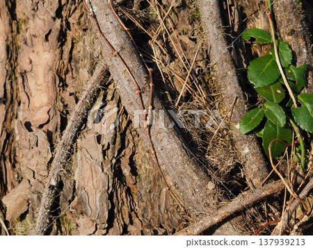 Close-up photo of a tree trunk on a riverbank in spring [Tainai River, Tainai City, Niigata Prefecture] 137939213