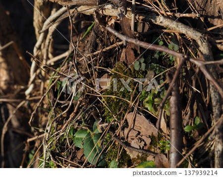 Close-up photo of a tree trunk on a riverbank in spring [Tainai River, Tainai City, Niigata Prefecture] 137939214