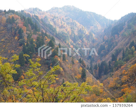 Kajikawa Flood Control Dam, Autumn Leaves [Shibata City, Niigata Prefecture] 137939264