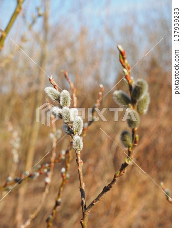銀柳（Salix gracilistyla）[新潟縣台內市] 137939283
