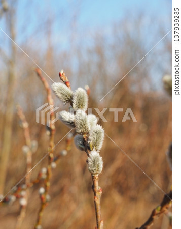 銀柳（Salix gracilistyla）[新潟縣台內市] 137939285