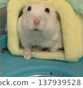 A hamster secretly peeking out from its house 137939528