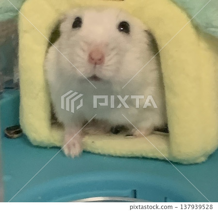 一隻倉鼠偷偷地從它的窩裡探出頭來 137939528