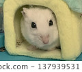 A hamster secretly peeking out from its house 137939531