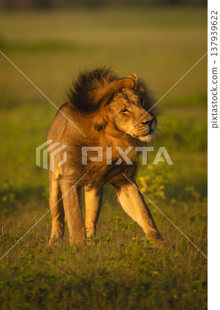 Male lion stands on grass shaking head Male lion stands on grass shaking head 137939622