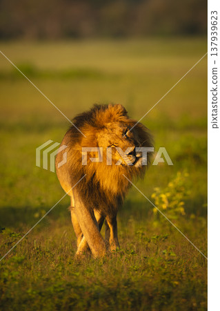 Male lion stands shaking head at sunrise 137939623