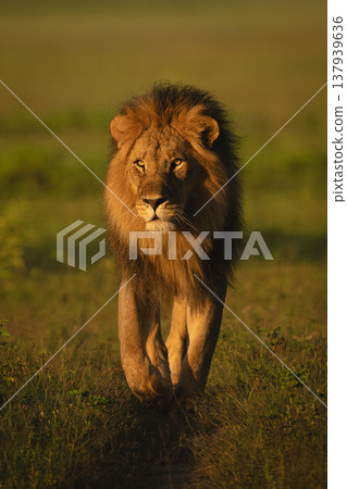 Male lion with catchlights walks across grass 137939636