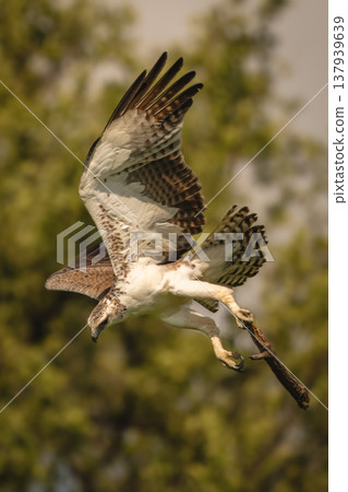 Martial eagle flies carrying log in talon Martial eagle flies carrying log in talon 137939639