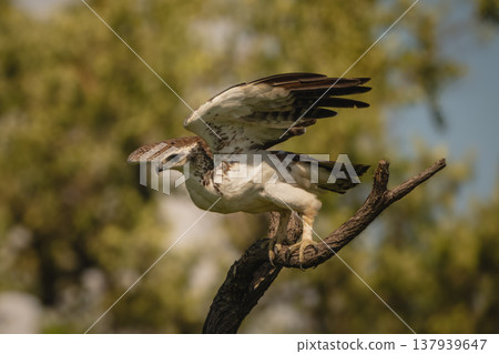 Martial eagle lifts wings to take off Martial eagle lifts wings to take off 137939647