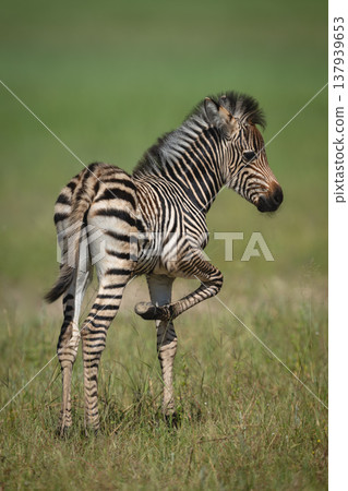 Plains zebra foal stands lifting foreleg up Plains zebra foal stands lifting foreleg up 137939653