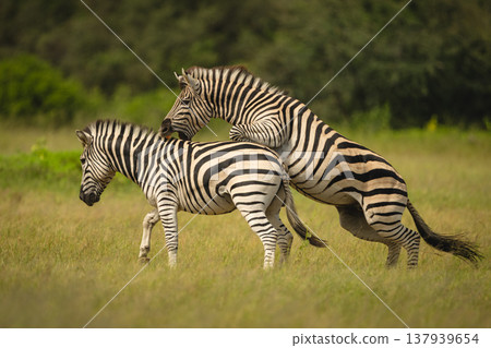 Plains zebra jumps biting back of another Plains zebra jumps biting back of another 137939654