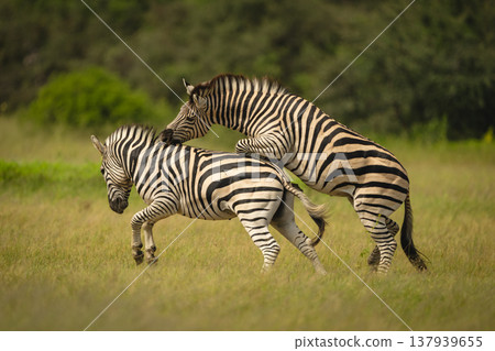 Plains zebra jumps biting neck of another 137939655
