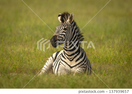Plains zebra lies watching camera from grass Plains zebra lies watching camera from grass 137939657
